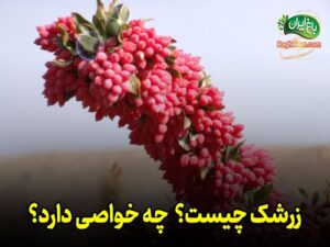 زرشک چیست؟ گیاه زرشک چه فوایدی دارد؟