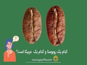 قهوه عربیکا یا قهوه روبوستا؟ کدام بهتر است؟