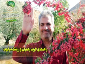 راهنمای خرید زعفران و زرشک مرغوب (راهنمای جامع)