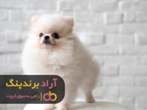 قیمت سگ جیبی پشمالو