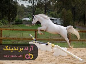 خرید اسب کرد سیاه