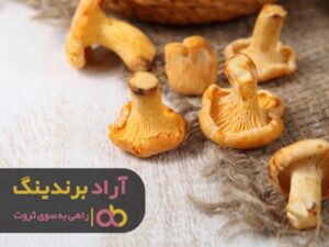 قیمت قارچ صدفی خشک