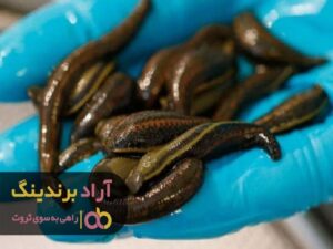 قیمت زالوی طبی سبز