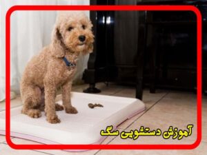آموزش دستشویی سگ
