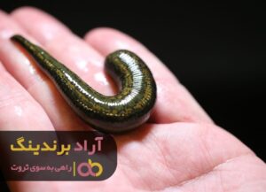 شاید باورتان نشود که این خزنده شما را ثروتمند می کند