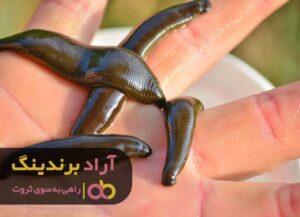 با این حیوان کوچک ثروتمند می شوید