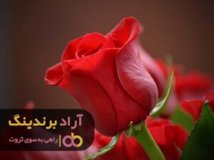 با گل رز ثروت را به خود هدیه دادم