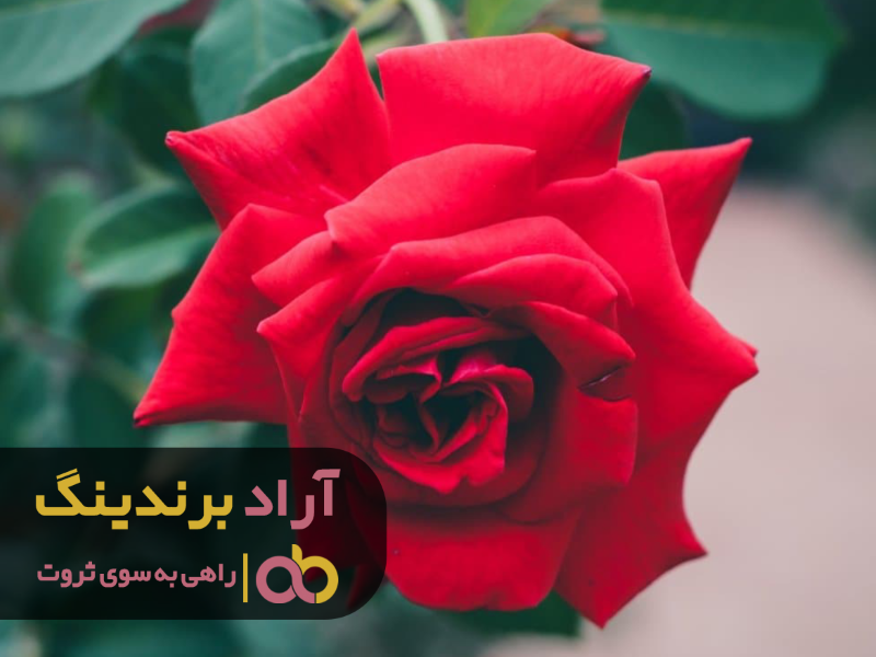 گل رز قرمز شاخه ای