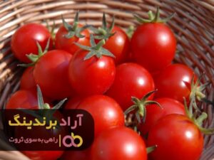 با موفقیت یک تیم شدم و فقر را شکست دادم