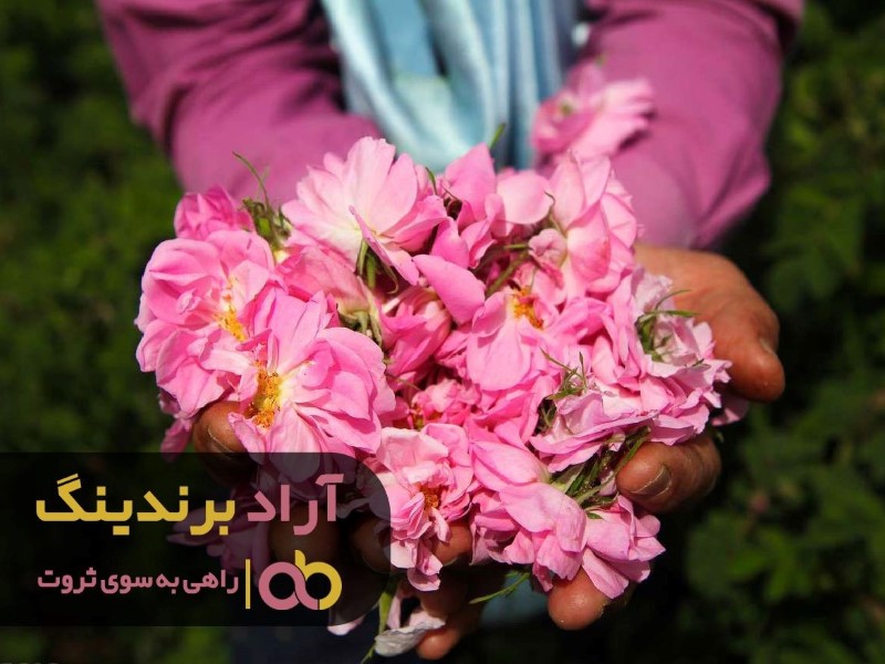 گل محمدی تازه ۱۴۰۱
