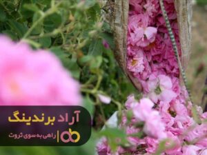 گل محمدی فقر موروثی من را شفا داد و ثروتمندم کرد