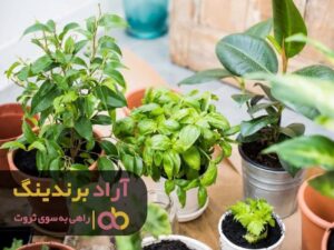 ساده ترین ایده من را به ثروت رساند
