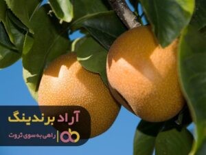 با این روش به اقتصاد کشور کمک به سزایی کردم