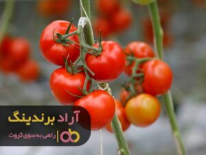 عنان ثروتمند شدن در دستان خودتان است
