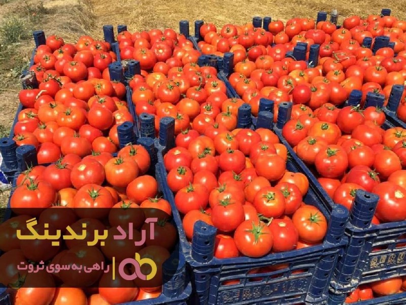 گوجه فرنگی سر زمین کشاورزی
