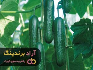نحوه کاشت خیار در گلخانه