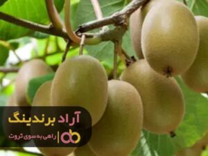 نحوه کاشت کیوی چگونه است؟