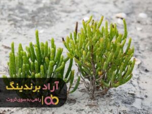 هوش مالیم را افزایش دادم و ثروتمند شدم