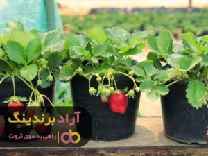 شجاعت داشته باشید تا موفق شوید