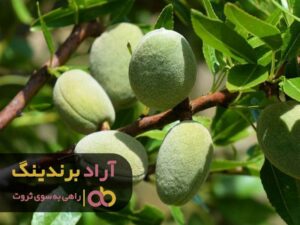 چگونه یک درخت بادام پرورش دهیم؟
