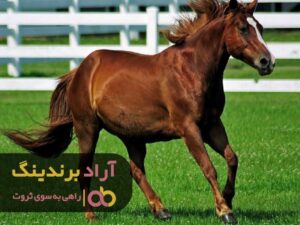 با استفاده از هوش مالی به‌ جای فعالیت‌ یدی به ثروت رسیدم 