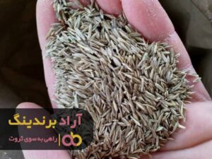 بذر کاشتم و پول درو کردم