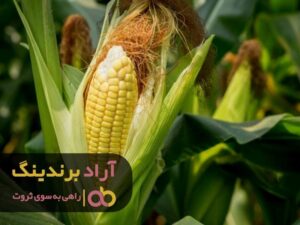 نحوه ی اصولی کاشت بلال
