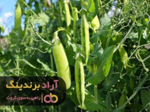 نخود فرنگی کجا می تواند رشد کند؟