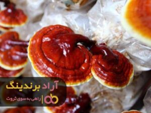 با بذر قارچ ایده ثروت آفرینی در ذهنم جرقه زد